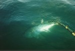 This bluefin tuna was 104 inches long and estimated at 650 pounds. It was released shortly after this picture was taken.